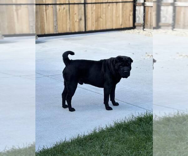 Medium Photo #2 Chinese Shar-Pei Puppy For Sale in Crete, IL, USA