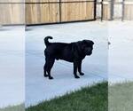Small #1 Chinese Shar-Pei