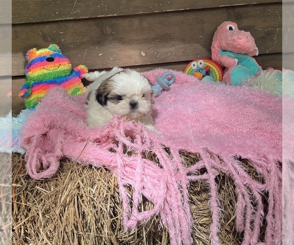 Medium Photo #2 Shih Tzu Puppy For Sale in GAUTIER, MS, USA