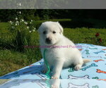 Small #9 German Shepherd Dog