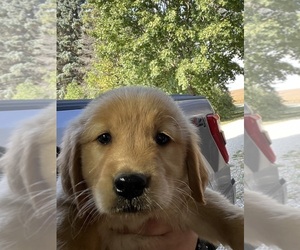 Golden Retriever Puppy for sale in CHARLES CITY, IA, USA