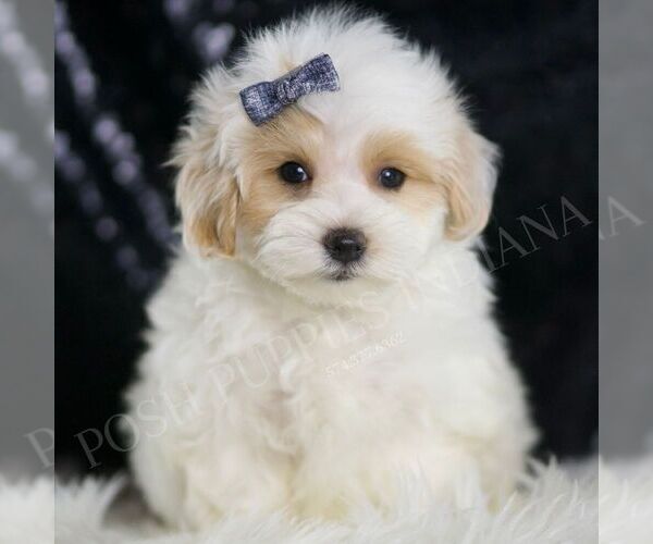 Medium Photo #5 Maltipoo Puppy For Sale in WARSAW, IN, USA