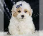 Small #4 Maltipoo