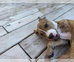 Small #3 American Pit Bull Terrier-American Staffordshire Terrier Mix