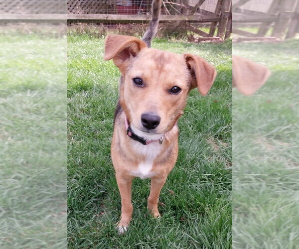 Medium Photo #8 Beagle-Unknown Mix Puppy For Sale in Aurora, IN, USA