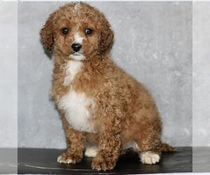 Poodle (Miniature) Puppy for sale in LEOLA, PA, USA