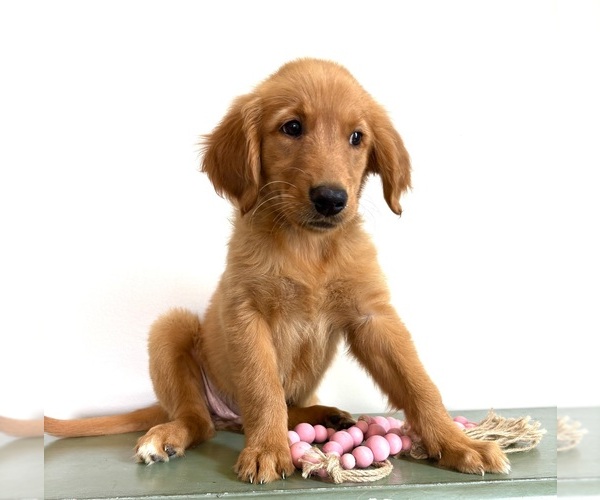 Medium Photo #5 Golden Retriever Puppy For Sale in INDIANAPOLIS, IN, USA