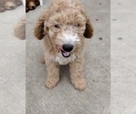 Small #2 Goldendoodle