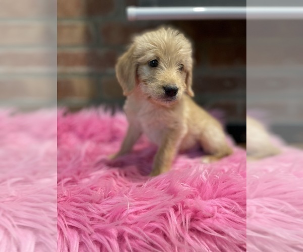 Medium Photo #114 Labradoodle Puppy For Sale in LOS ANGELES, CA, USA