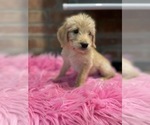 Small Photo #114 Labradoodle Puppy For Sale in LOS ANGELES, CA, USA