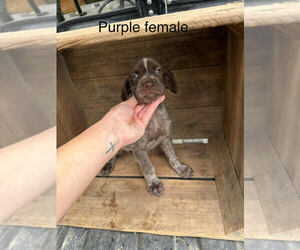 German Shorthaired Pointer Puppy for Sale in SALUDA, South Carolina USA