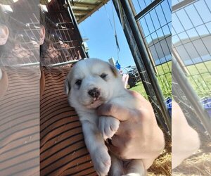 Great Pyrenees-Huskies  Mix Dogs for adoption in Thorndale, TX, USA