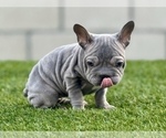 Small Photo #4 French Bulldog Puppy For Sale in TALLAHASSEE, FL, USA
