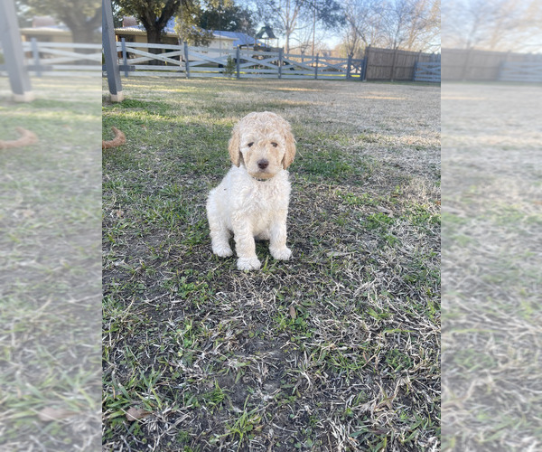 Medium Photo #4 Goldendoodle Puppy For Sale in GONZALES, LA, USA