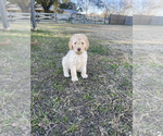 Small Photo #4 Goldendoodle Puppy For Sale in GONZALES, LA, USA