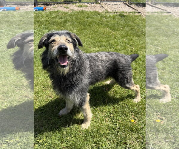 Medium Photo #3 Irish Wolfhound-Unknown Mix Puppy For Sale in Jefferson, WI, USA