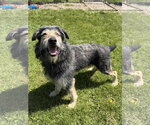 Small #2 Irish Wolfhound Mix