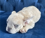 Small Photo #2 French Bulldog Puppy For Sale in EAGLE RIVER, AK, USA