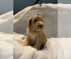 Aussie-Poo-Goldendoodle Mix Puppy for sale in HOLT, MO, USA