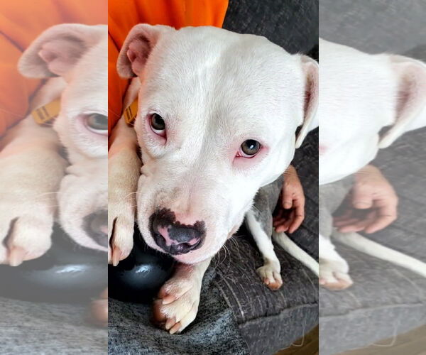 Medium Photo #6 American Pit Bull Terrier-Unknown Mix Puppy For Sale in Strongsville, OH, USA