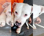 Small #5 American Pit Bull Terrier Mix