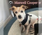 Small Photo #13 Chiweenie Puppy For Sale in San Antonio, TX, USA