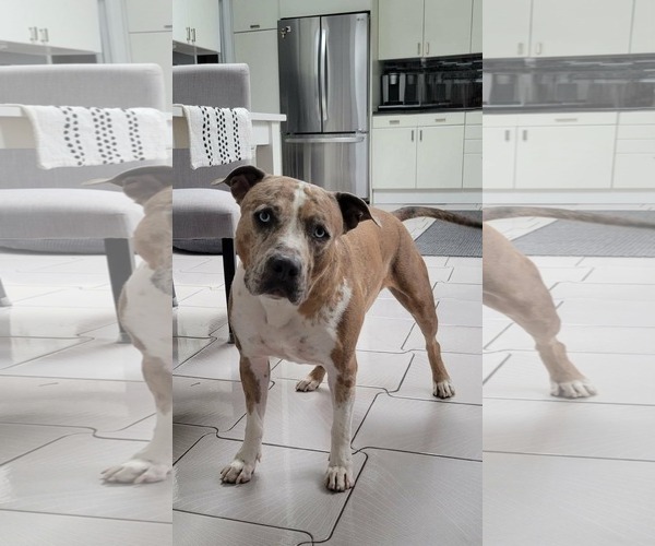 Medium Photo #5 Mutt Puppy For Sale in Westwood, NJ, USA