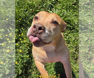 Winnie J - Female Labrador Retriever-Staffordshire Bull Terrier Mix Dog for Adoption - Photo #2