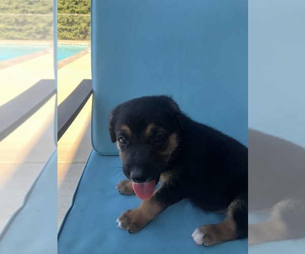 Medium Photo #3 Catahoula Leopard Dog-German Shepherd Dog Mix Puppy For Sale in WANETTE, OK, USA