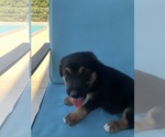 Small #2 Catahoula Leopard Dog-German Shepherd Dog Mix