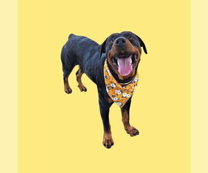 Rottweiler Dogs for adoption in Bakersfield, CA, USA