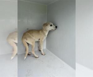 Labrador Retriever-Unknown Mix Dogs for adoption in Houston, TX, USA