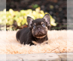 Small #1 French Bulldog