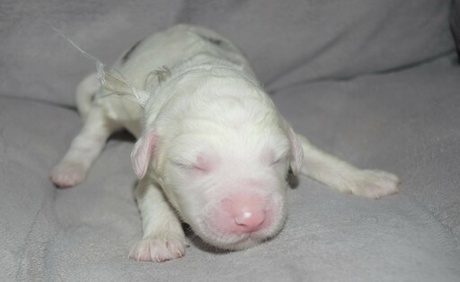 Medium Photo #2 Aussiedoodle Puppy For Sale in DOUGLASVILLE, GA, USA