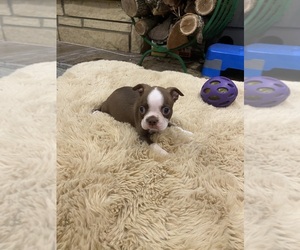 Boston Terrier Puppy for sale in FREDONIA, KS, USA