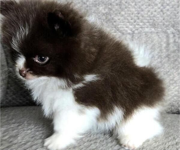 Medium Photo #4 Pomeranian Puppy For Sale in ORRVILLE, OH, USA