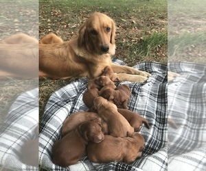 Mother of the Goldendoodle puppies born on 09/15/2023