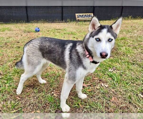Medium Photo #2 Siberian Husky Puppy For Sale in Severn, MD, USA