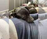 Small #1 American Pit Bull Terrier-Labrador Retriever Mix