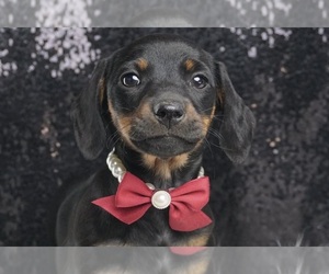 Dachshund Puppy for sale in WARSAW, IN, USA