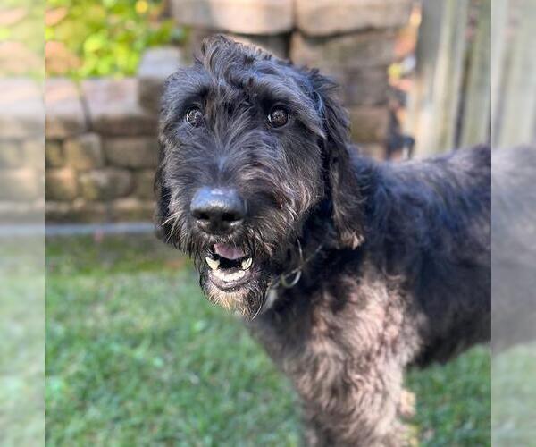 Medium Photo #4 Miniature Labradoodle Puppy For Sale in San Diego, CA, USA