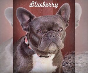 French Bulldog Dogs for adoption in Tustin, CA, USA