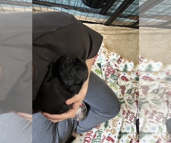 Medium Photo #8 Pug Puppy For Sale in BLOOMINGTON, IL, USA