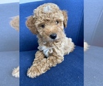 Small Photo #6 Poodle (Miniature) Puppy For Sale in CHICAGO, IL, USA