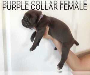 Cane Corso Puppy for sale in APPLE VALLEY, CA, USA