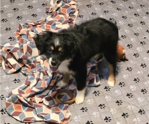 Medium Photo #2 Miniature Australian Shepherd Puppy For Sale in WADESBORO, NC, USA