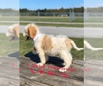 Small Photo #12 Goldendoodle Puppy For Sale in KISSIMMEE, FL, USA