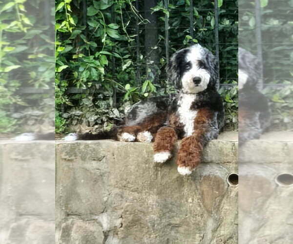 Medium Photo #1 Bernedoodle (Miniature) Puppy For Sale in ARLINGTON, TX, USA
