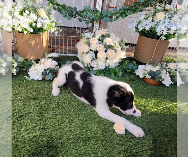 Medium Photo #14 Great Pyrenees Puppy For Sale in Spring, TX, USA