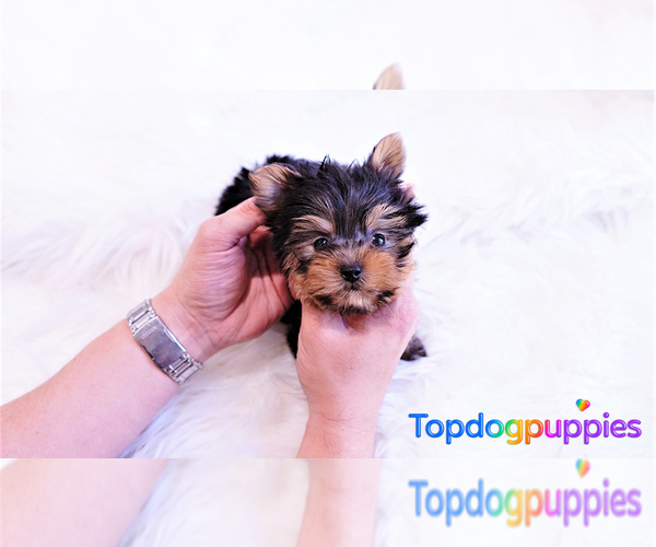 Medium Photo #2 Yorkshire Terrier Puppy For Sale in FULLERTON, CA, USA